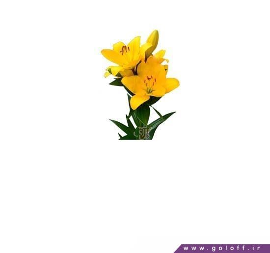 گل لیلیوم آی گو - Lilium | گل آف